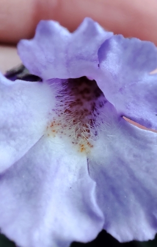 Haberlea rhodopensis, photograph 3