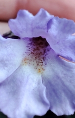 Haberlea rhodopensis, photograph author not stated, no rights reserved
