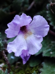 Haberlea rhodopensis, photograph author not stated, no rights reserved