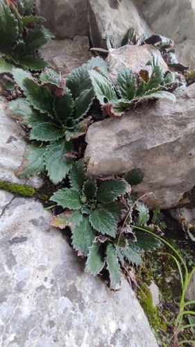 Haberlea rhodopensis, photograph 5