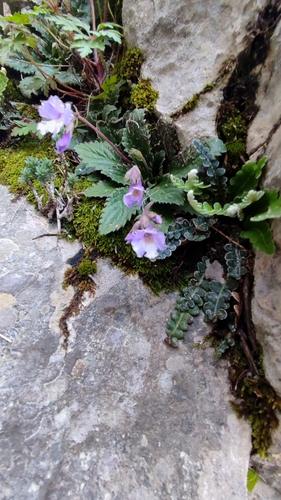 Haberlea rhodopensis, photograph 6