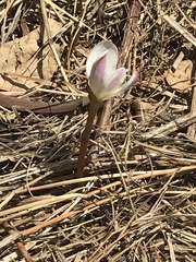 Zephyranthes fosteri
