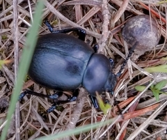 Timarcha tenebricosa