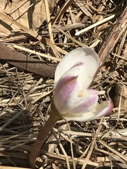 Zephyranthes fosteri