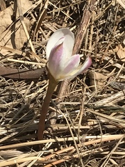 Zephyranthes fosteri