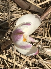 Zephyranthes fosteri