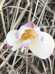 Zephyranthes fosteri