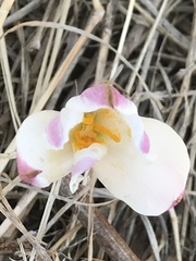 Zephyranthes fosteri