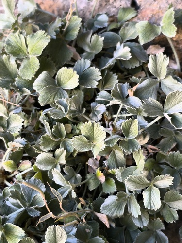 Potentilla speciosa, photograph 1