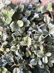 Potentilla speciosa