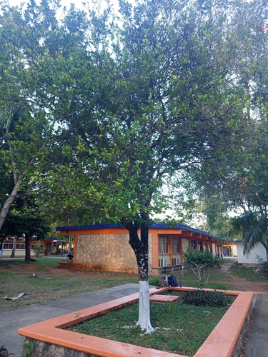 Citrus aurantium observed 2026-09-02