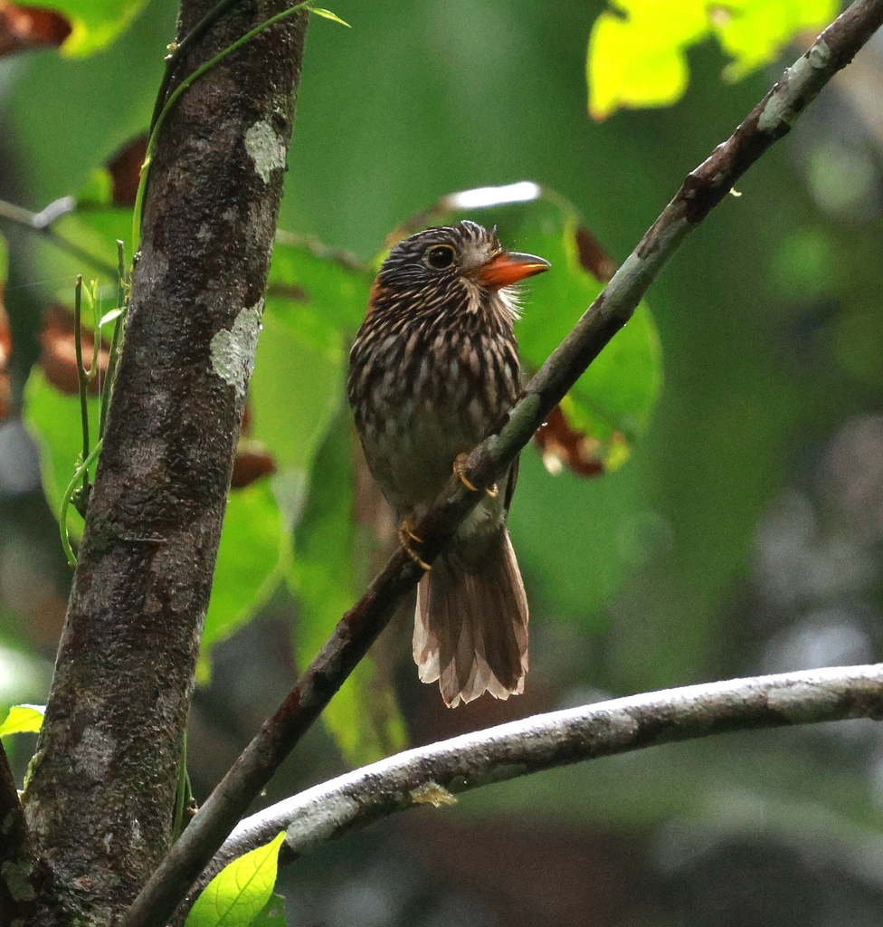 Semicollared Puffbird