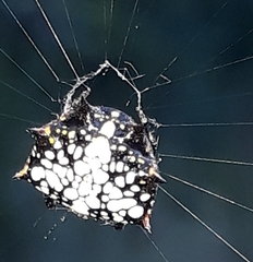 Isoxya cicatricosa
