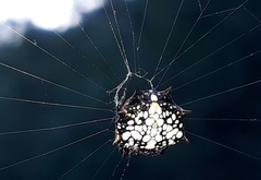 Isoxya cicatricosa