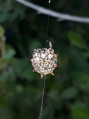 Isoxya cicatricosa
