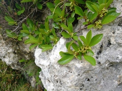Rhamnus pumila