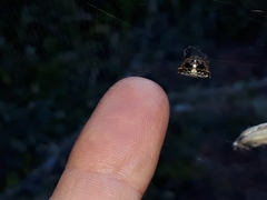 Isoxya cicatricosa