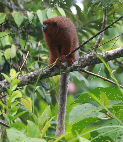 Toppin's Titi