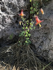 Aquilegia desertorum