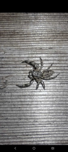 Tan Jumping Spider