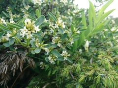 Daphne alpina