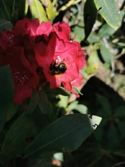 Bombus hypnorum