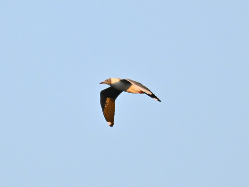 iNaturalist image