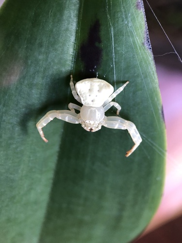 Spectacular Crab Spider