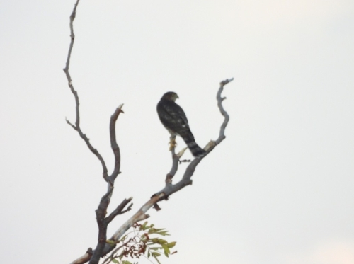 Sharp-shinned Hawk