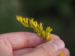 Solidago odora, photograph (c) carter, some rights reserved (CC BY)