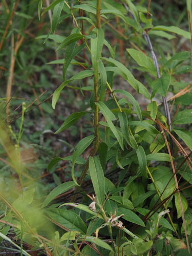 Solidago odora, photograph 4