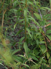 Solidago odora, photograph (c) carter, some rights reserved (CC BY)