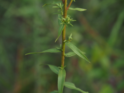 Solidago odora, photograph 5