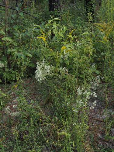 Solidago odora, photograph 6