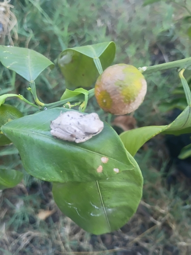 Gray Treefrog Species Complex
