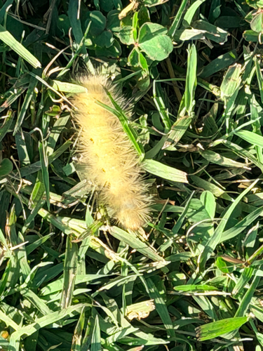 Virginian Tiger Moth