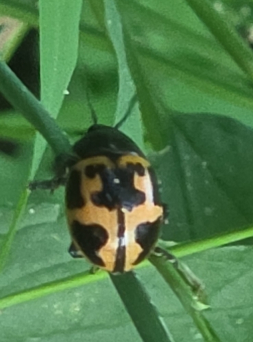 Swamp Milkweed Leaf Beetle