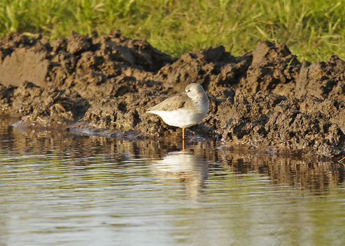iNaturalist image