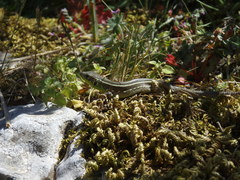 Lacerta trilineata polylepidota