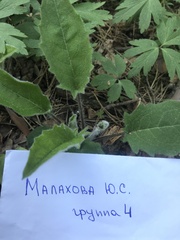 Hieracium sylvularum