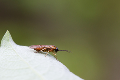 Pristiphora nigriceps