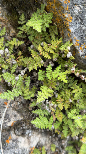 Fee's lip fern
