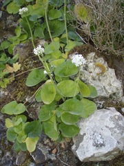 Valeriana asarifolia