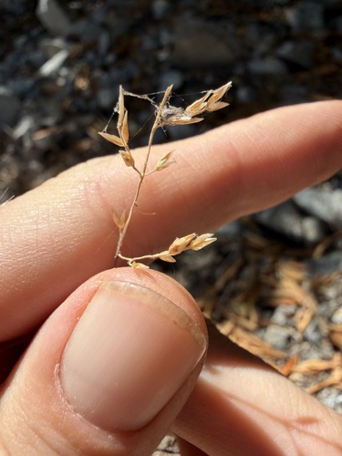 Melica imperfecta observed 2026-09-02