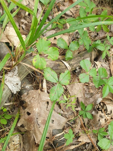 Rubus hispidus, photograph 5