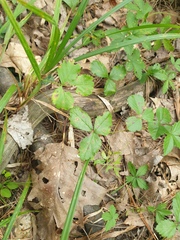 author not stated, no rights reserved Rubus hispidus, photograph author not stated, no rights reserved