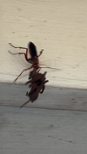 Rusty Spider Wasp