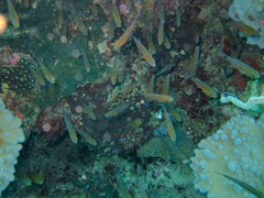 Ostorhinchus apogonoides