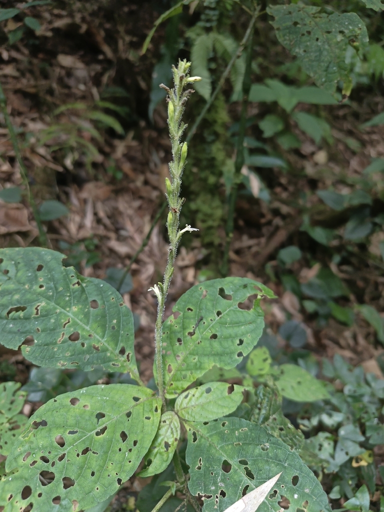 Stenostephanus krukoffii