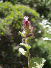 Anchusa variegata